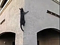 Parkour de chats