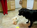 Dog Versus Robot Dog