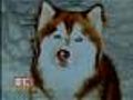 Charges Filed In Dog Shooting Case