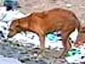 Dogged debate: Street dogs killed in Chennai