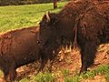 (1113) Bison Grazing On Spring Grass Ranchland With Nursing Calves Stock Footage