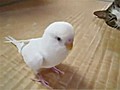 Cute Cat Plays With Bird