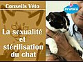 La sexualité et stérilisation du chat