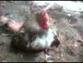 un coq qui baise une poule