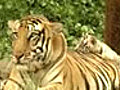 Red alert in tiger reserves