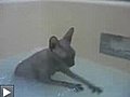Chat sans poils prenant un bain III