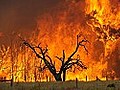 Tote bei Waldbränden in Australien