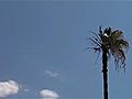 Lightning Turns Tree,  Birds To Ash