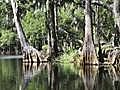 The Coolest Stuff on the Planet: The Big Cypress Swamp