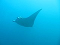 Manta in Maldives