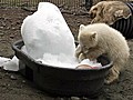 Orphaned polar cub finds comfort in tub of ice