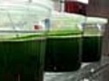 Bright future for algae oil brewers