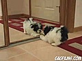 Cachorro vs espejo