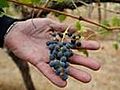Wine Vs Mine In Australia’s Hunter Valley