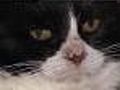Stray cat makes long trip