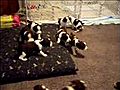 Funny English Springer Spaniel