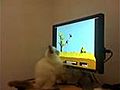 Le chat et le jeu sur PC