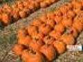 Gardening With Gutner: Pumpkins!