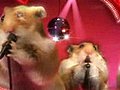 Funny Hamster Valentine (Official)