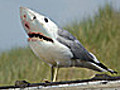 When Birds Hump Sharks