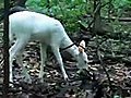 Albino Fawn!!