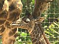 Giraffe Baby