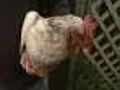Evanston May Allow Chickens