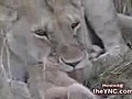 lion eats cub && أسد يأكل شبل