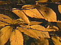 Royalty Free Stock Video HD Footage Rack Focus of Fall Leaves on a Windy Day in North Carolina