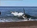 Killer Whales feeding on Seals