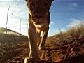 Lion steals photographer’s camera