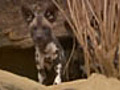 Wild Dog Pups Spy Cameraman