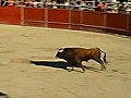 Guy Jumps Over a Bull