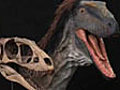 Miniature T-rex ancestor Raptorex kriegsteini