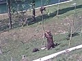 Mama Bear Saves Baby