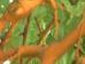 Will Painted Trees Get A Reprieve?