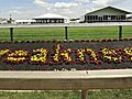 Preakness draw