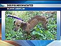 Belmont County Dog Warden Asking For Help After Emaciated Dog Found