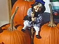 Royalty Free Stock Video SD Footage Halloween Pumpkins in a Store Window in Rockport,  Massachusetts