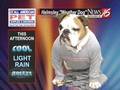 Helmsley the weather dog: outdoor walk forecast