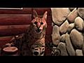 6 African Servals Rescued!