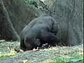 Gorillas Playing in the Hay at the Bronx Zoo