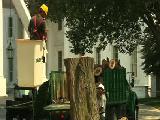 WH TREE TRIMMING 2