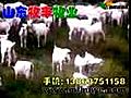槐山羊养殖技术视频