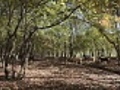 Goats in autumn forest