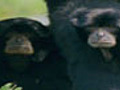 Indonesian Primates