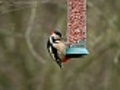 Great Spotted Woodpecker