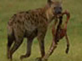 Hyaenas Do Nothing