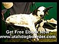 Free 20 Insider Tips Doggy Day Care,Utah pet,Affordable boarding