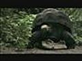 Funny commercial Ad Car Peugeot - 207SW (turtle do